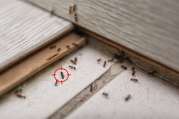 Best Best Pest Control Companies  in Hereford, TX