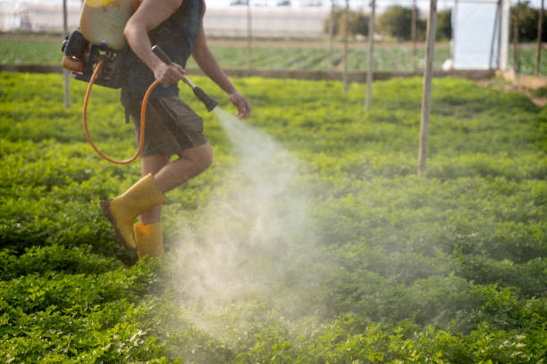 Wasp Removal Services in Hereford, TX