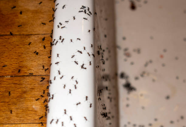 Best Flea Control Services  in Hereford, TX