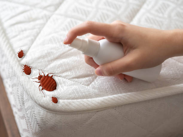 Best Local Pest Control Services  in Hereford, TX