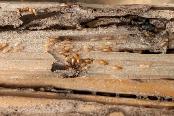 Best Best Pest Control Companies  in Hereford, TX